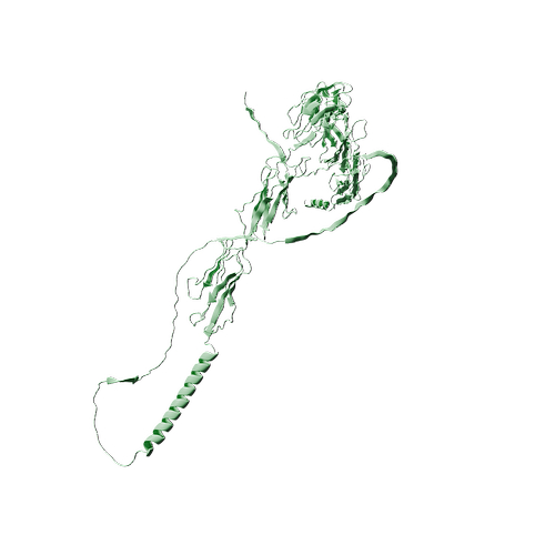 Mouse CD31 (C-6His, HEK293)